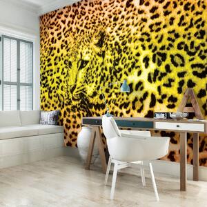 Foto tapeta - Gepard leopard životinja (152,5x104 cm)
