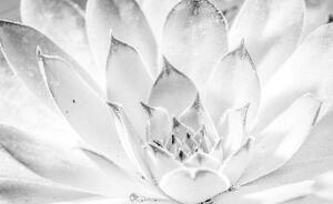 Foto tapeta - cvijet lotosa (152,5x104 cm)