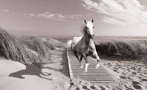 Foto tapeta - Konj na plaži (152,5x104 cm)