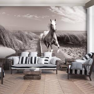 Foto tapeta - Konj na plaži (152,5x104 cm)