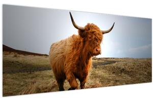 Slika škotske krave (120x50 cm)