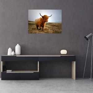 Slika škotske krave (70x50 cm)