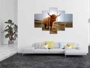 Slika škotske krave (150x105 cm)