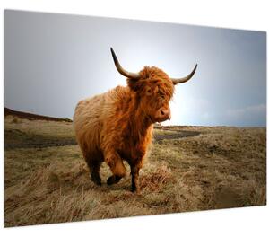 Slika škotske krave (90x60 cm)