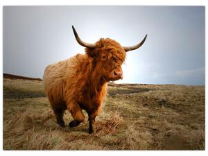 Slika škotske krave (70x50 cm)