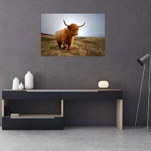 Slika škotske krave (90x60 cm)