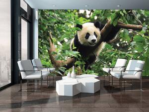 Foto tapeta - Panda (152,5x104 cm)
