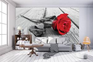 Foto tapeta - Ruže (152,5x104 cm)