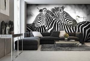 Foto tapeta - Zebra (152,5x104 cm)