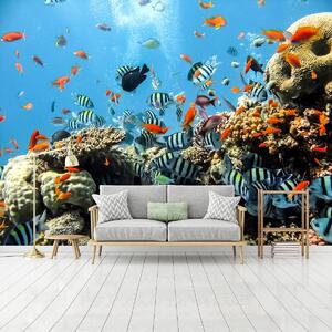 Foto tapeta - Koraljni greben (152,5x104 cm)