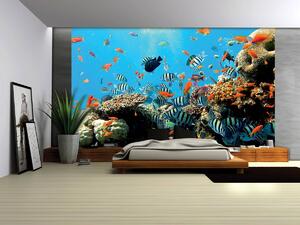 Foto tapeta - Koraljni greben (152,5x104 cm)