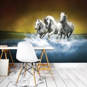 Foto tapeta - Bijeli konj galopira po vodi (152,5x104 cm)