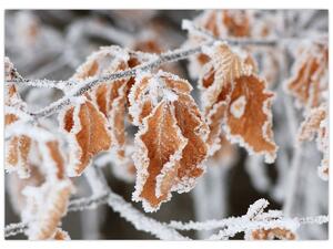Slika - Smrznuto lišće (70x50 cm)