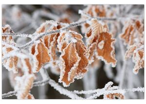 Slika - Smrznuto lišće (90x60 cm)