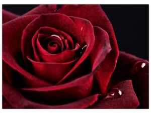 Slika - Crvena ruža (70x50 cm)