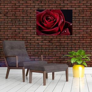 Slika - Crvena ruža (70x50 cm)