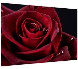 Slika - Crvena ruža (90x60 cm)