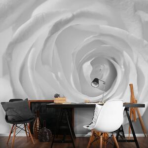 Foto tapeta - Bijela ruža (152,5x104 cm)
