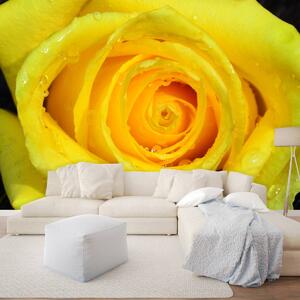Foto tapeta - Žuta ruža (152,5x104 cm)