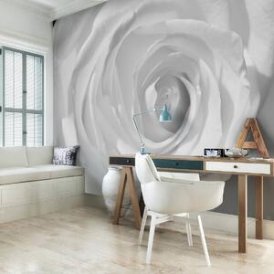 Foto tapeta - Bijela ruža (152,5x104 cm)