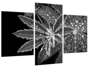 Slika - Lišće s kapljicama (90x60 cm)
