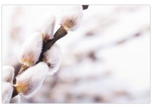 Slika - Grana s macicama vrbe ive (90x60 cm)