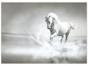 Slika - Bijeli konj (70x50 cm)