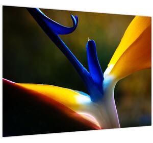 Slika - Egzotični cvijet (70x50 cm)