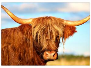 Slika - Škotska krava (70x50 cm)
