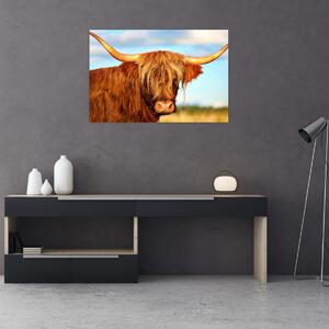 Slika - Škotska krava (90x60 cm)
