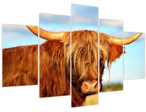 Slika - Škotska krava (150x105 cm)