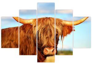 Slika - Škotska krava (150x105 cm)