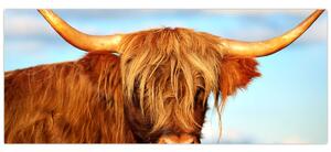 Slika - Škotska krava (120x50 cm)