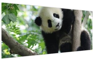 Slika - Panda na drvetu (120x50 cm)