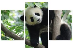 Slika - Panda na drvetu (90x60 cm)