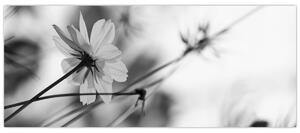 Slika - Crno-bijelo cvijeće (120x50 cm)