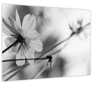 Slika - Crno-bijelo cvijeće (70x50 cm)
