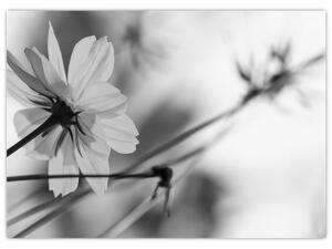 Slika - Crno-bijelo cvijeće (70x50 cm)