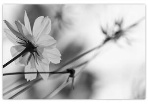 Slika - Crno-bijelo cvijeće (90x60 cm)