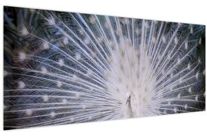 Slika - Bijeli paun (120x50 cm)