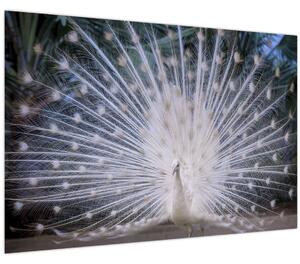 Slika - Bijeli paun (90x60 cm)