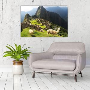 Slika - Lame u Machu Picchu (90x60 cm)