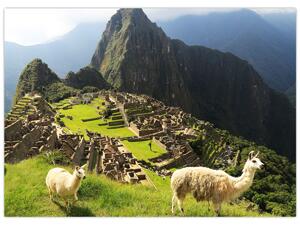 Slika - Lame u Machu Picchu (70x50 cm)