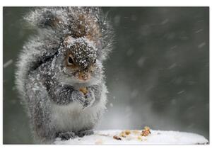 Slika - Vjeverica zimi (90x60 cm)