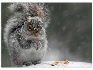Slika - Vjeverica zimi (70x50 cm)