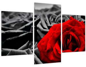 Slika - Ruža (90x60 cm)