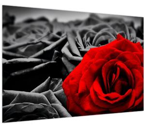 Slika - Ruža (90x60 cm)