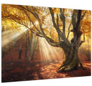 Slika - Jesenje svjetlo (70x50 cm)