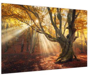 Slika - Jesenje svjetlo (90x60 cm)