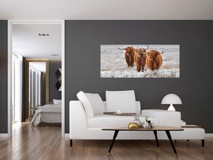 Slika - Škotske krave (120x50 cm)